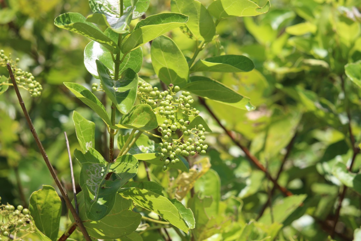 Premna serratifolia L.